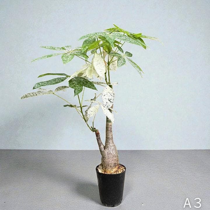 パキラ ミルキーウェイ｜2箇所接木｜約90cm｜6号鉢｜無機質用土｜A3