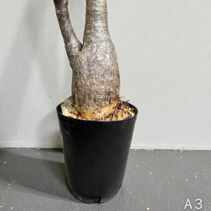 パキラ ミルキーウェイ｜2箇所接木｜約90cm｜6号鉢｜無機質用土｜A3