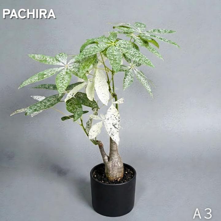 パキラ ミルキーウェイ｜2箇所接木｜約90cm｜6号鉢｜無機質用土｜A3