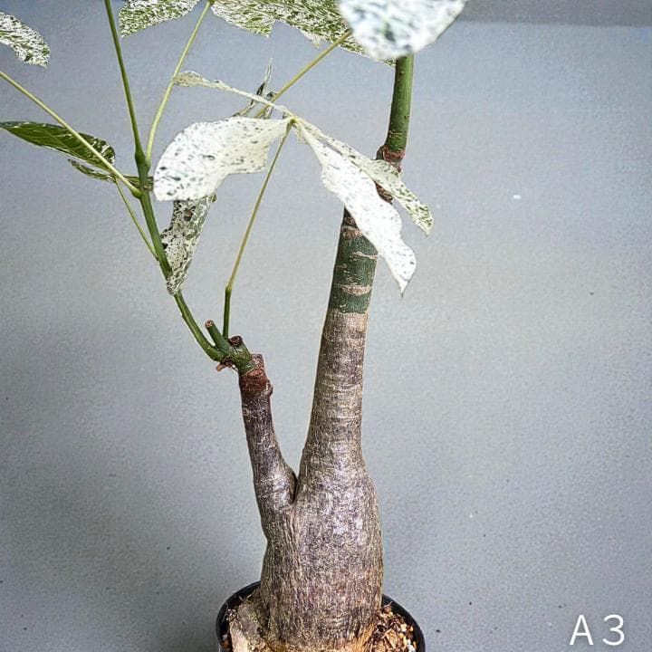 パキラ ミルキーウェイ｜2箇所接木｜約90cm｜6号鉢｜無機質用土｜A3