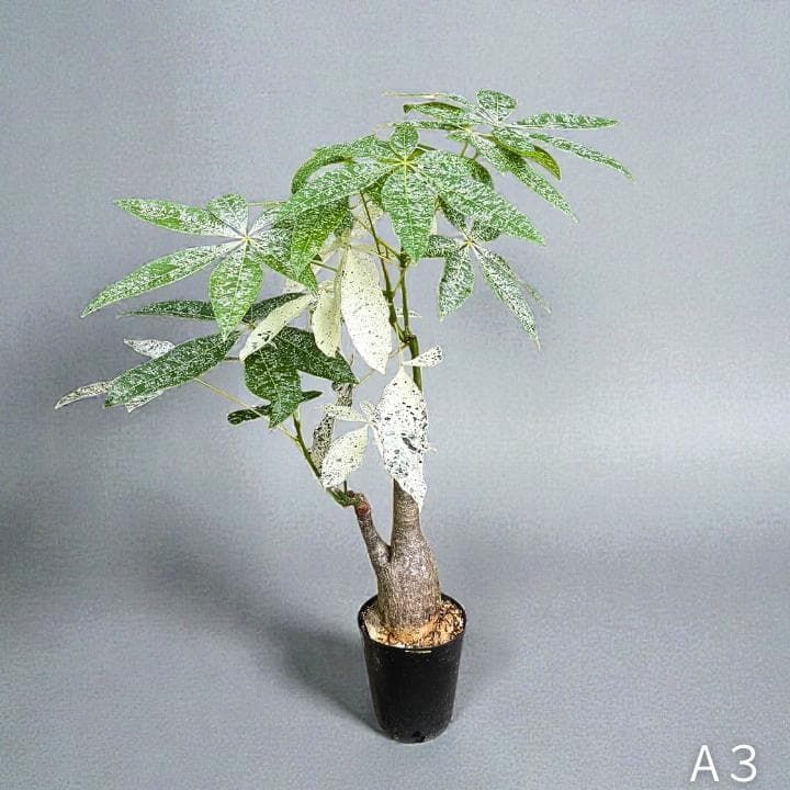 パキラ ミルキーウェイ｜2箇所接木｜約90cm｜6号鉢｜無機質用土｜A3