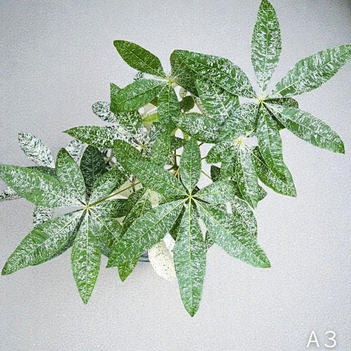 パキラ ミルキーウェイ｜2箇所接木｜約90cm｜6号鉢｜無機質用土｜A3