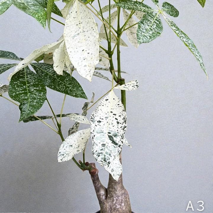 パキラ ミルキーウェイ｜2箇所接木｜約90cm｜6号鉢｜無機質用土｜A3