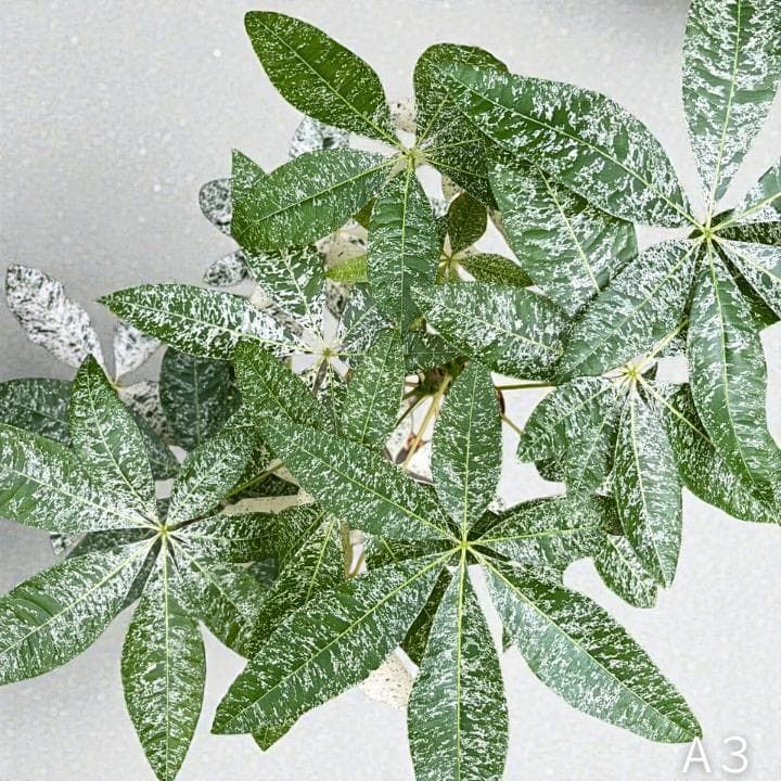 パキラ ミルキーウェイ｜2箇所接木｜約90cm｜6号鉢｜無機質用土｜A3