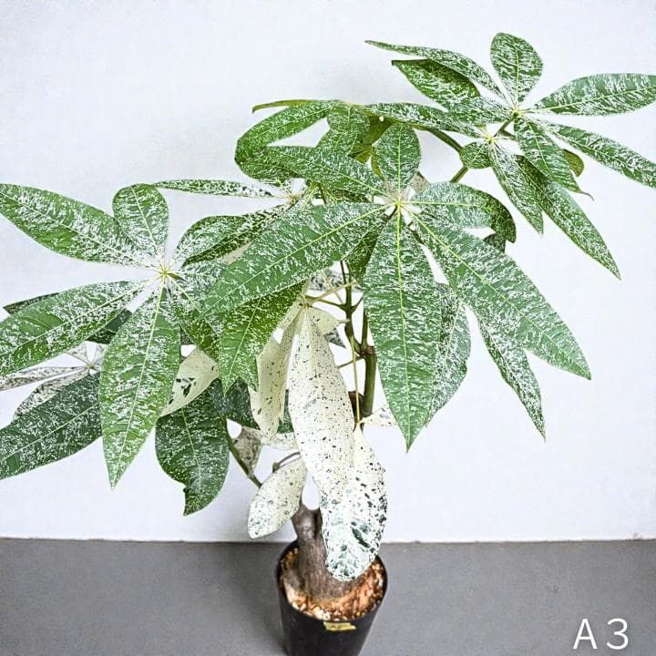 パキラ ミルキーウェイ 2 パキラ ミルキーウェイ｜2箇所接木｜約90cm｜6号鉢｜無機質用土｜A3