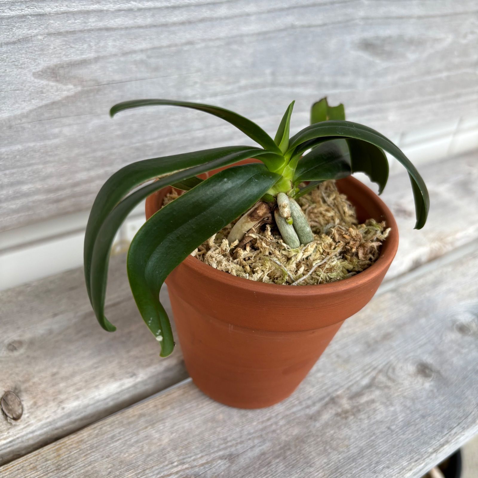 希少種】ナゴラン（名護蘭）沖縄県産 - メルカリ