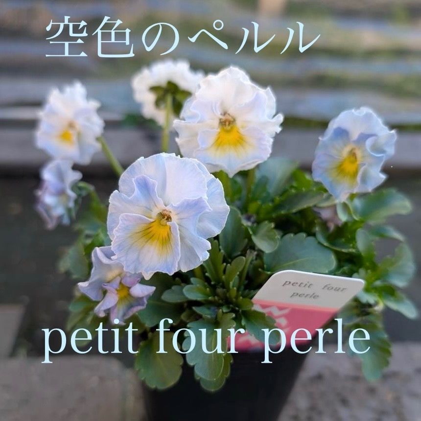 プティフール ビオラ ペルル ハルグリン 花 苗 送料込み - メルカリ