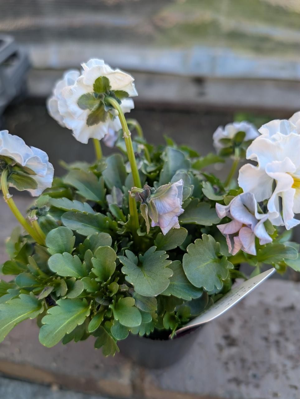 プティフール ビオラ ペルル ハルグリン 花 苗 送料込み - メルカリ