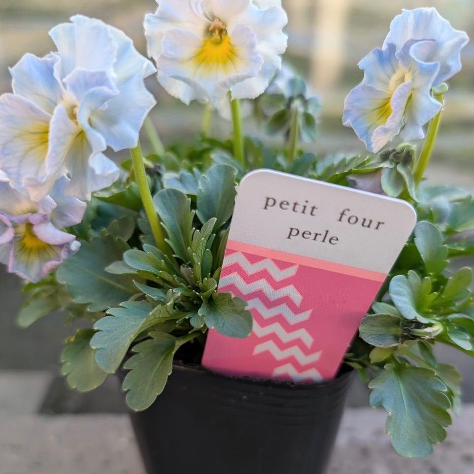 プティフール ビオラ ペルル ハルグリン 花 苗 送料込み - メルカリ