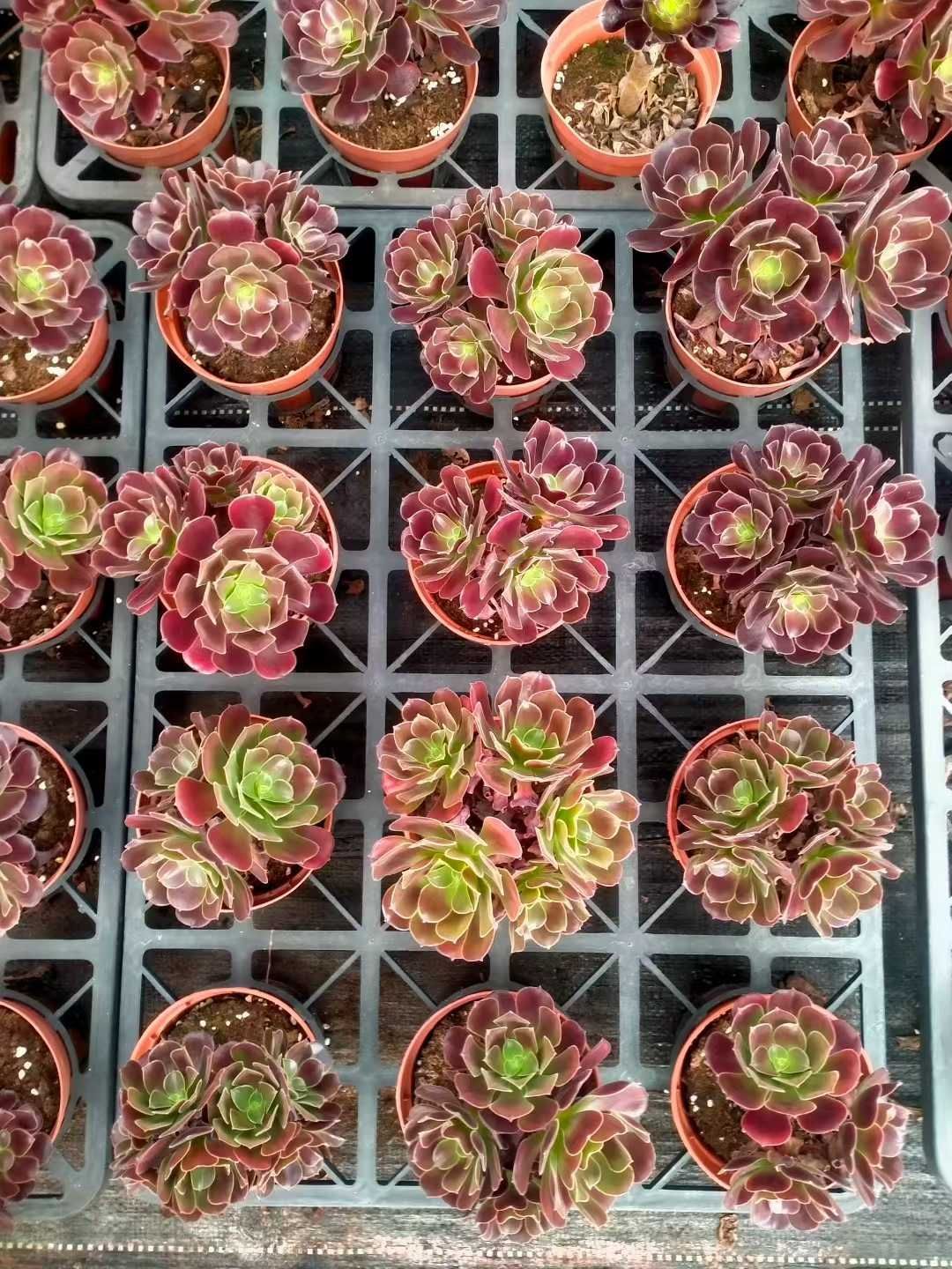 オープン記念セール メデゥーサ 24株 抜き苗 美苗 エケベリア 多肉植物