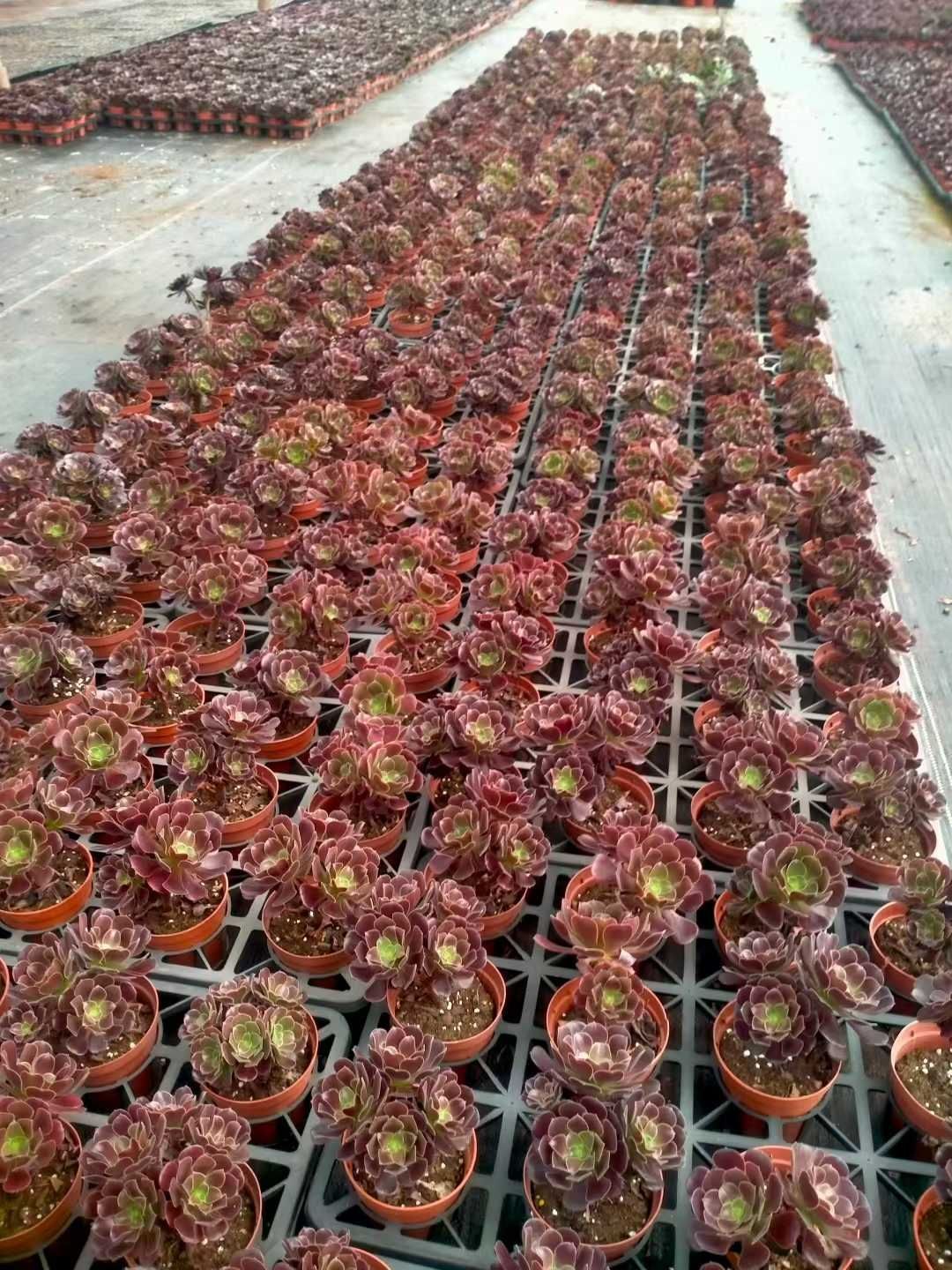 オープン記念セール メデゥーサ 24株 抜き苗 美苗 エケベリア 多肉植物