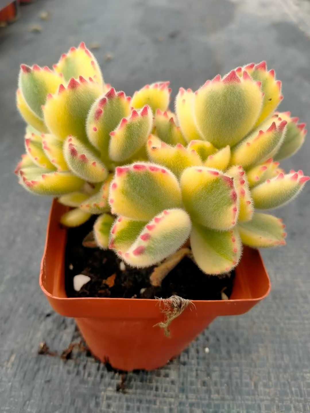 多肉植物　ベビービンゴ　脇芽付き　抜き苗 多肉植物 ベビービンゴ 脇芽付き 抜き苗 【公式通販】