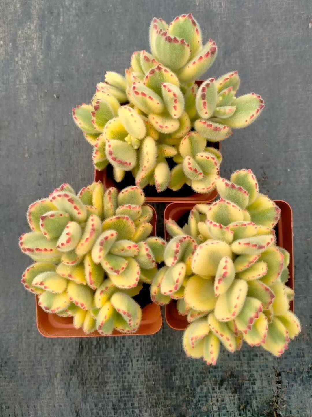 オープン記念セール 熊童子錦 48株 抜き苗 美苗 エケベリア 多肉植物