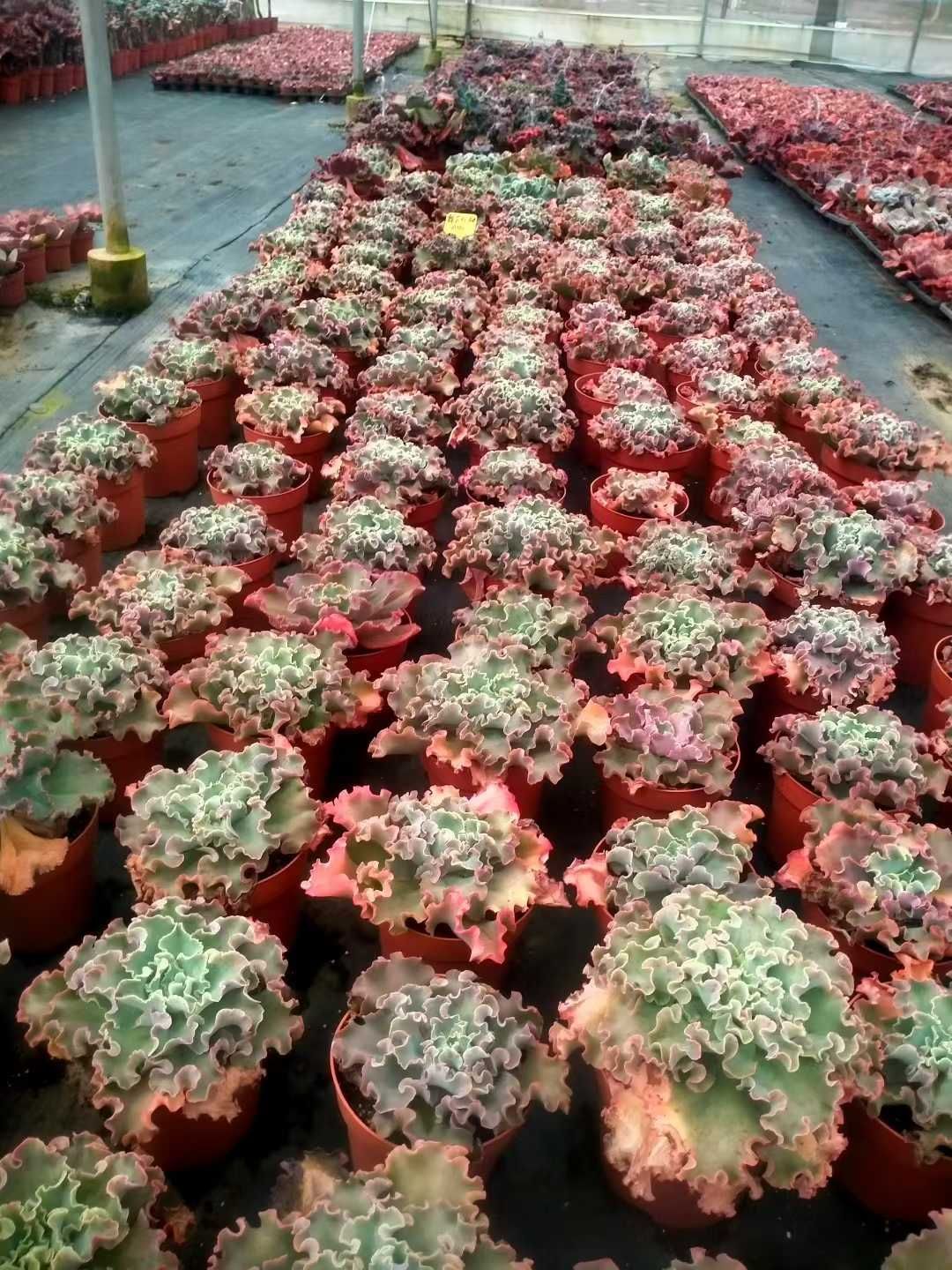 オープン記念セール ディックライト 8株 抜き苗 美苗 エケベリア 多肉