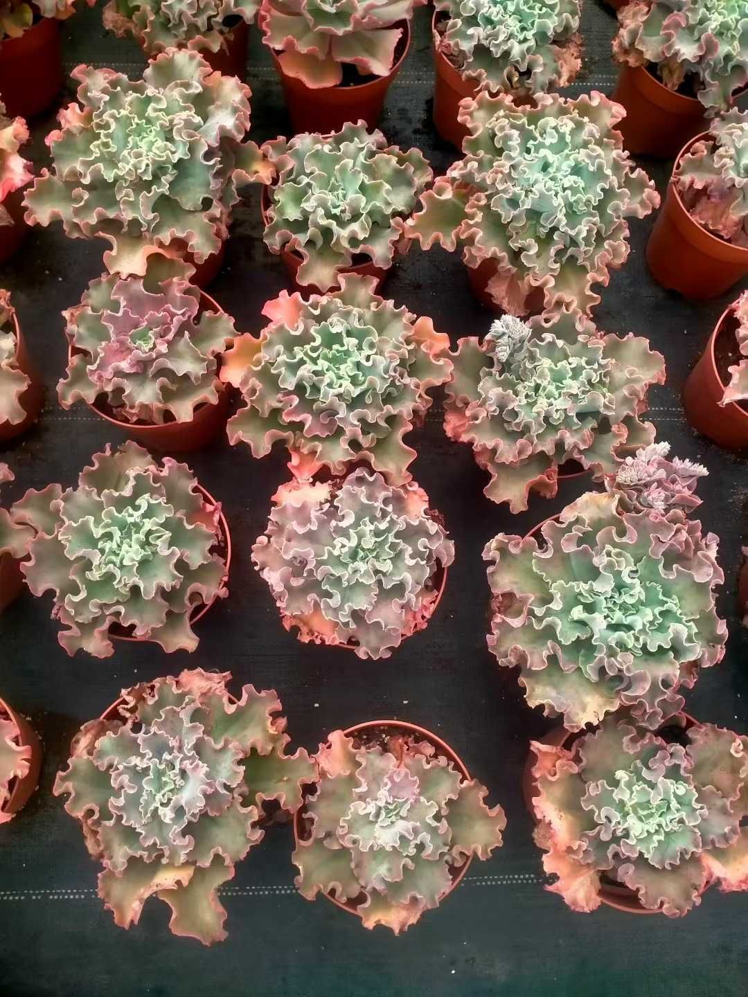 オープン記念セール ディックライト 8株 抜き苗 美苗 エケベリア 多肉