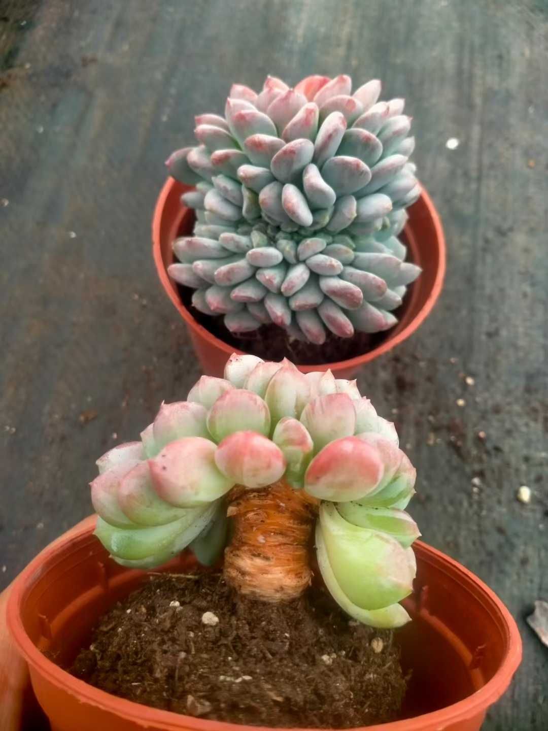 安い オープン記念セール アリエル石化 18株 抜き苗 美苗 エケベリア