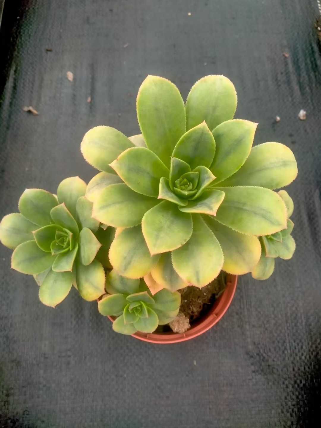 オープン記念セール アエオニウム 'サンシモン' 12株 抜き苗 美苗 オープン記念セール アエオニウム 'サンシモン' 12株 抜き苗 美苗