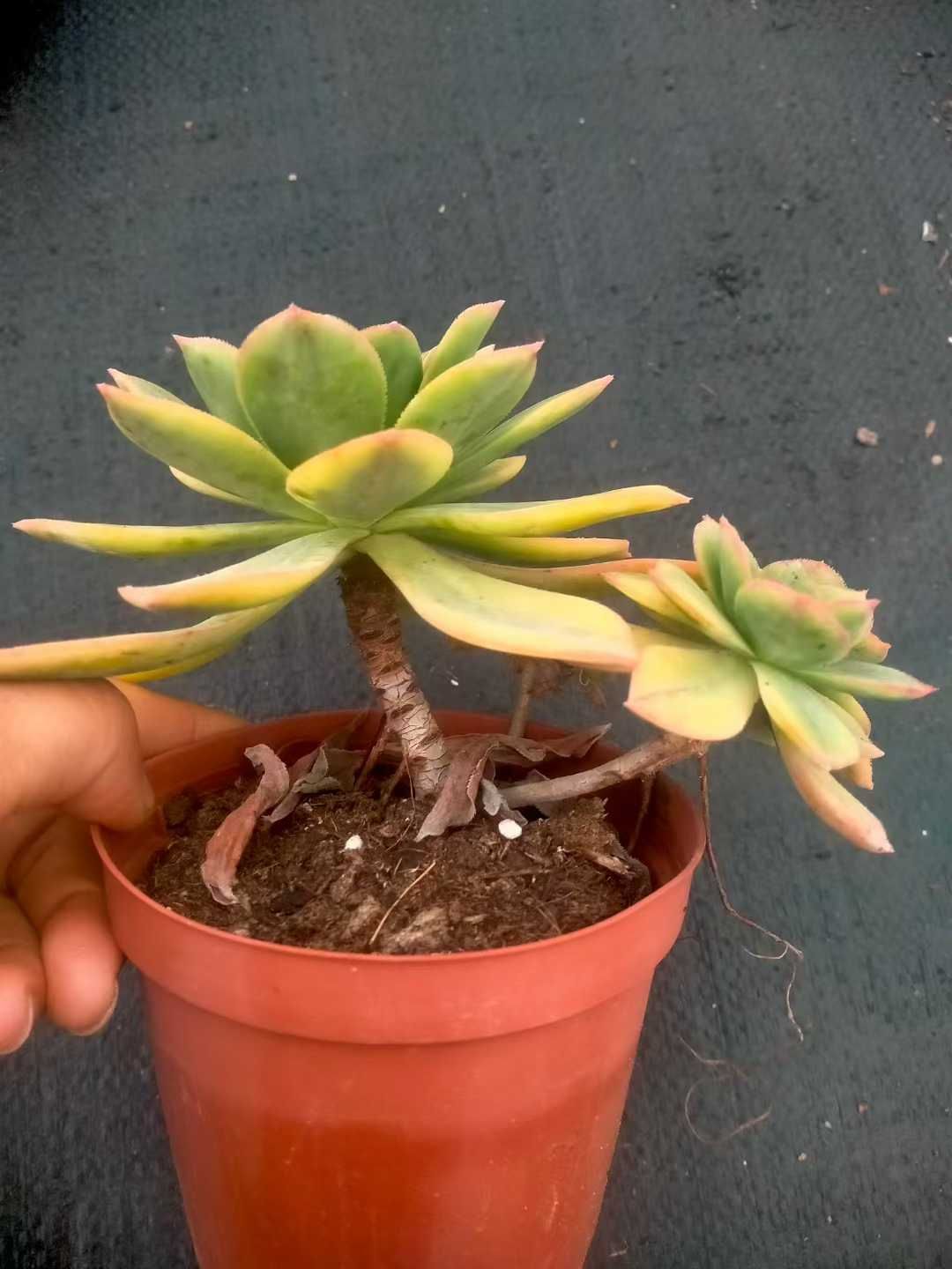 オープン記念セール アエオニウム 'サンシモン' 12株 抜き苗 美苗