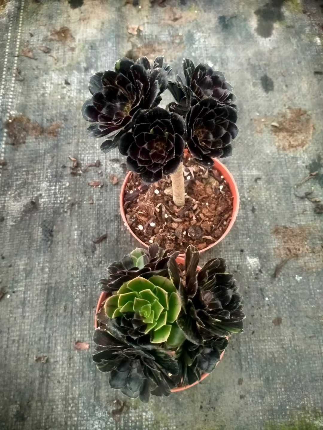 オープン記念セール アエオニウム 12株 抜き苗 美苗 エケベリア 多肉