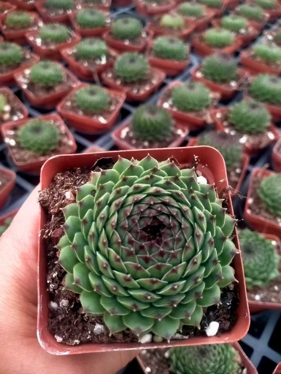 ette ジョルジェット センペルビウム 多肉植物 抜き苗 ette ジョルジェット センペルビウム 多肉植物 抜き苗 ette ジョル