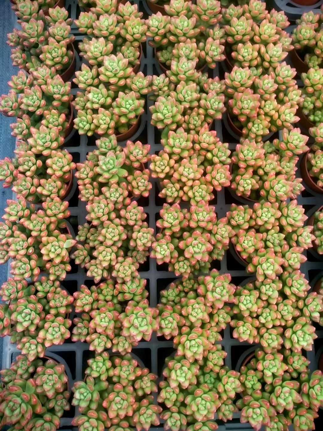 発売中 セダム ルシダム ‘オベスム’ 35鉢 土鉢付き 美苗 エケベリア 多肉植物 佐川発送 ZX 204