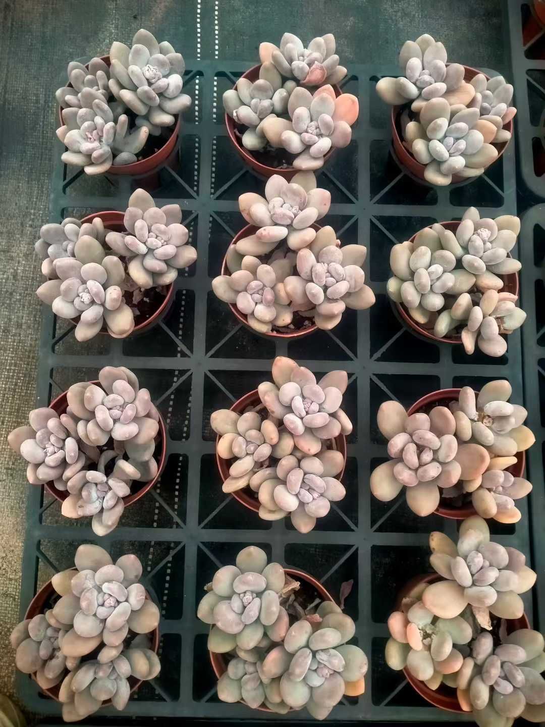 発売中 モモの美人 24鉢 土鉢付き 美苗 エケベリア 多肉植物 佐川発送 ZX 205