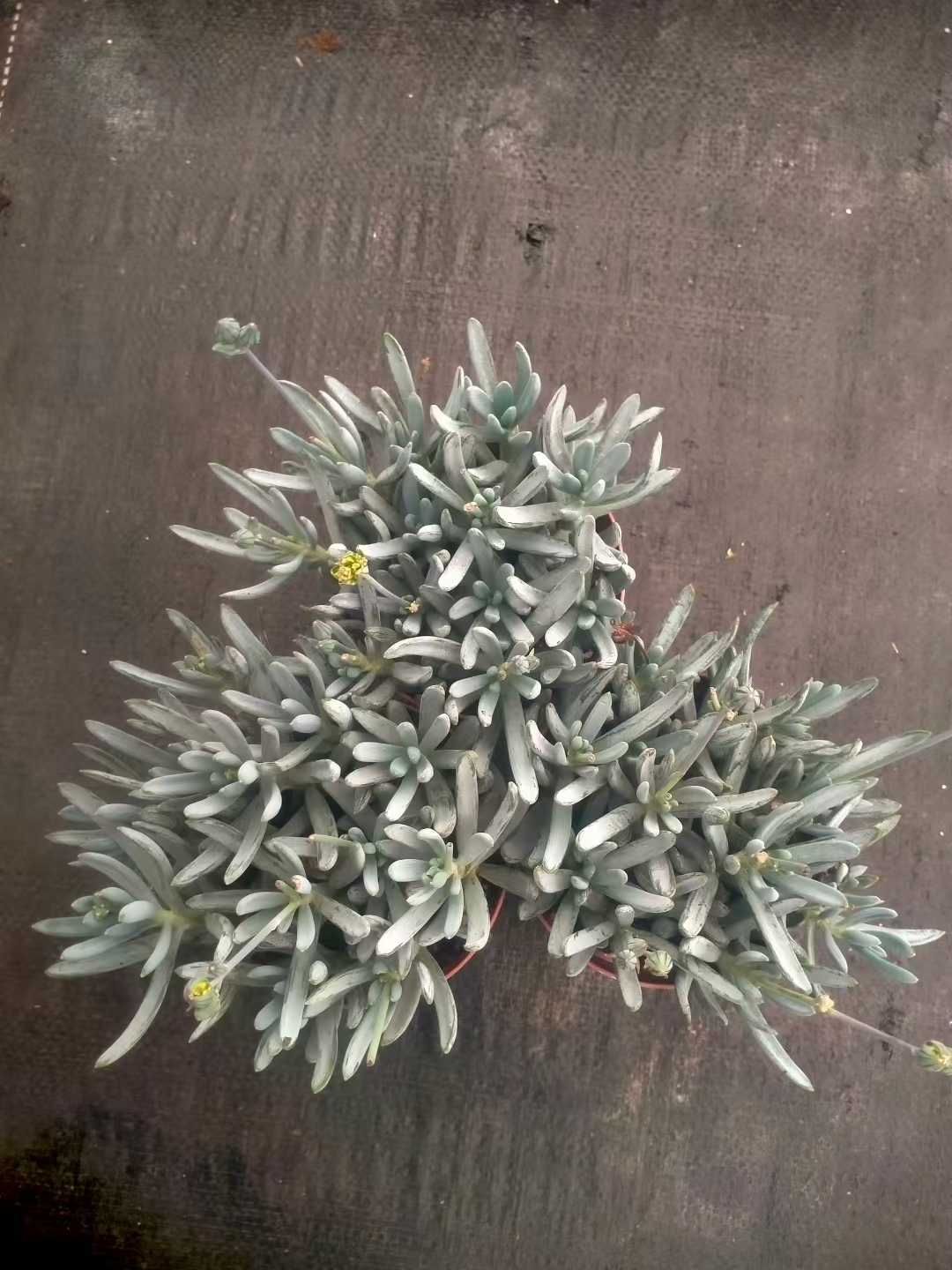 オープン記念セール ブルーチョークスティック 18株 抜き苗 美苗