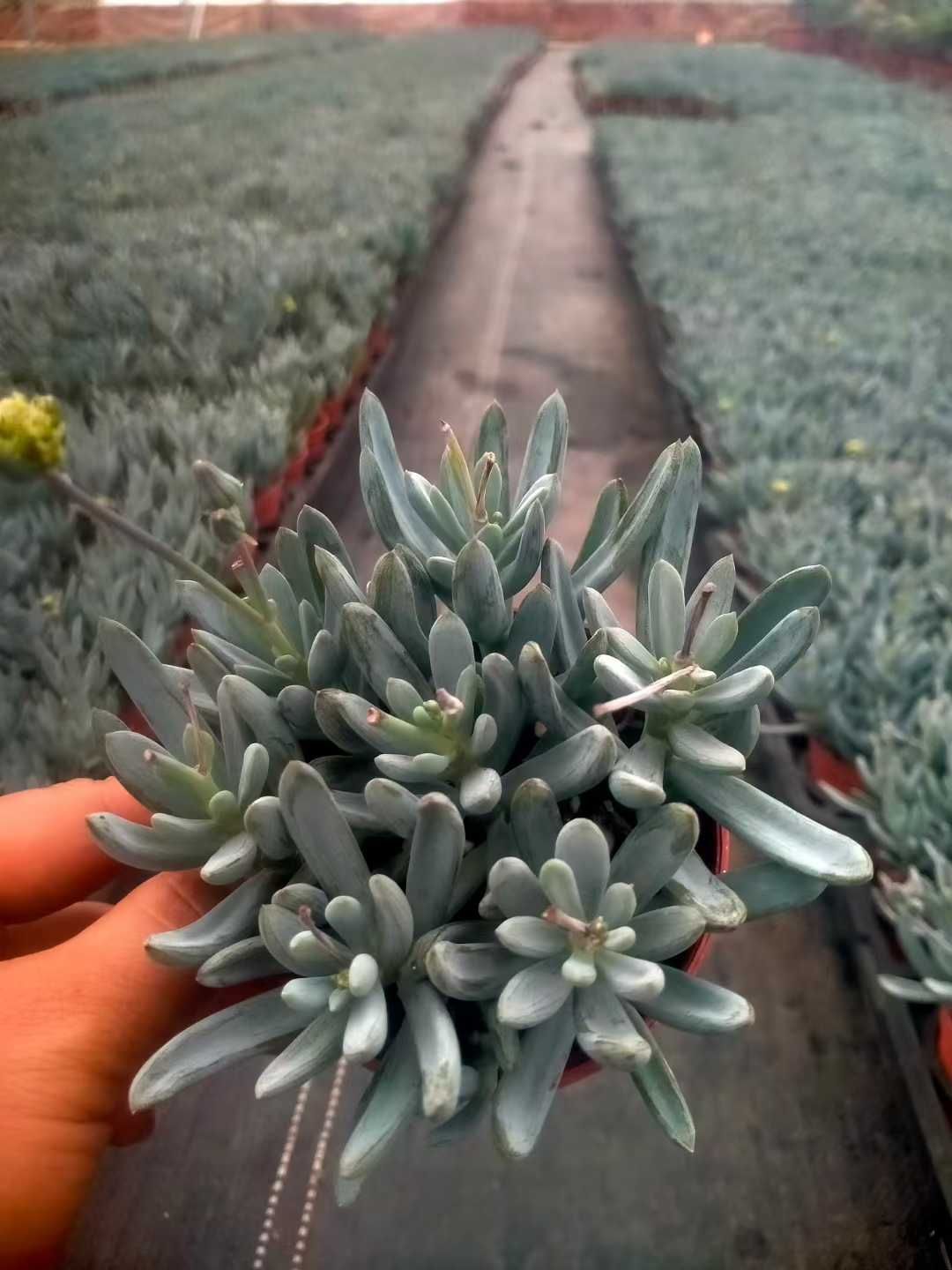 オープン記念セール ブルーチョークスティック 18株 抜き苗 美苗