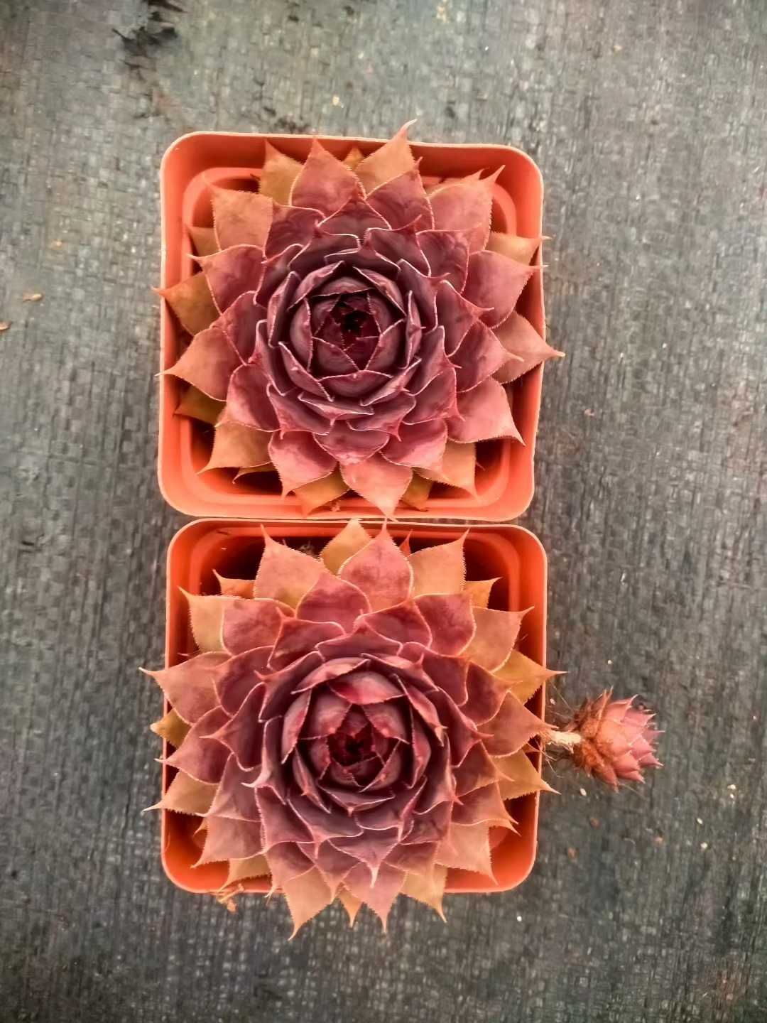 SALE♡センペルビウム ７個 多肉植物 楽天市場】【当店農場生産】多肉植物 センペルビウム レッド