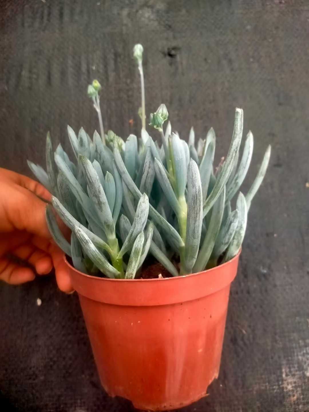 オープン記念セール ブルーチョークスティック 18株 抜き苗 美苗