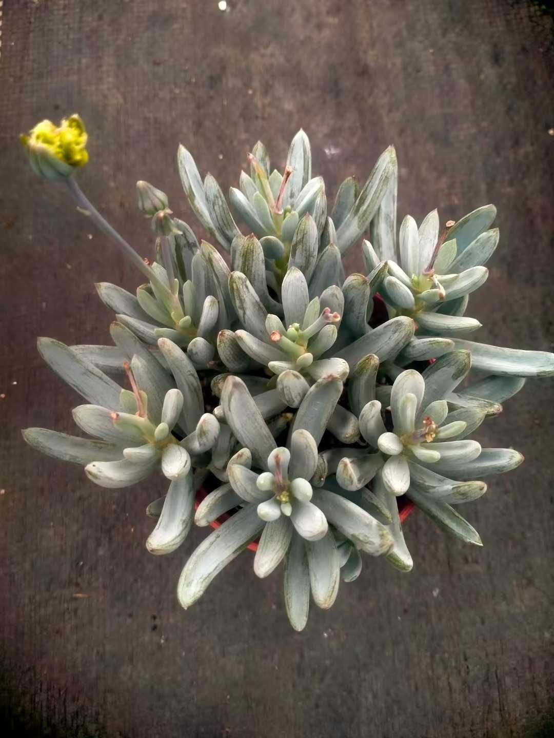 オープン記念セール ブルーチョークスティック 18株 抜き苗 美苗