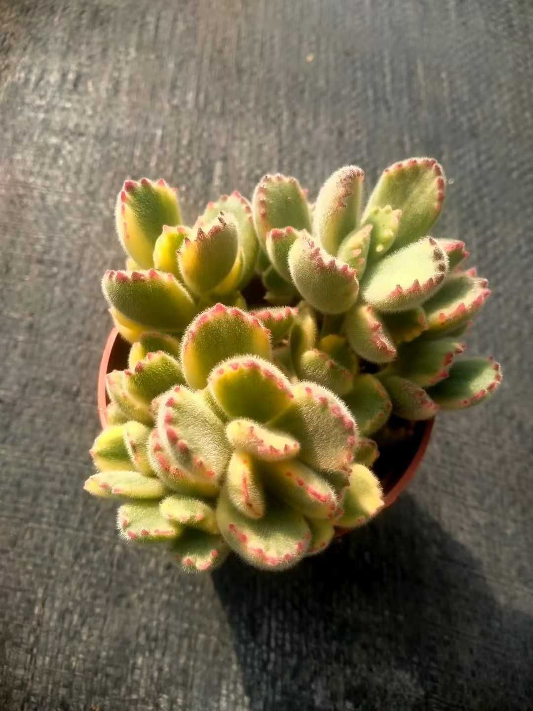 発売中 熊童子 ホワイト 35鉢 土鉢付き 美苗 エケベリア 多肉植物 佐川発送 ZX 212