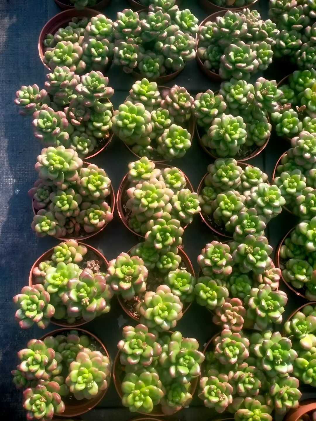 発売中 セダム・ルシダム 'オベスム' 24鉢 土鉢付き 美苗 エケベリア