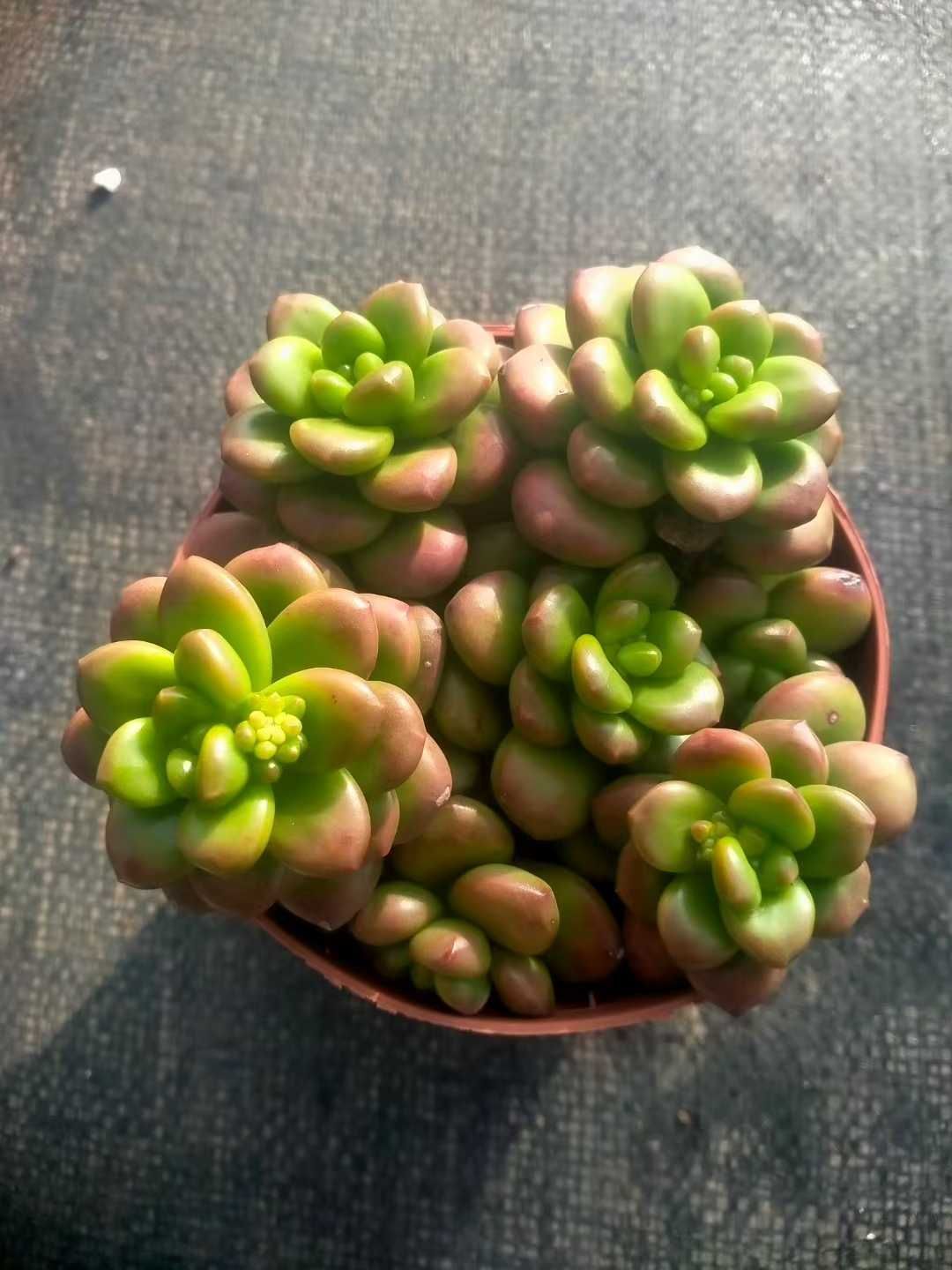 発売中 セダム ルシダム ‘オベスム’ 24鉢 土鉢付き 美苗 エケベリア 多肉植物 佐川発送 ZX 214 その他多肉植物 観葉植物 フラワー ガーデニング