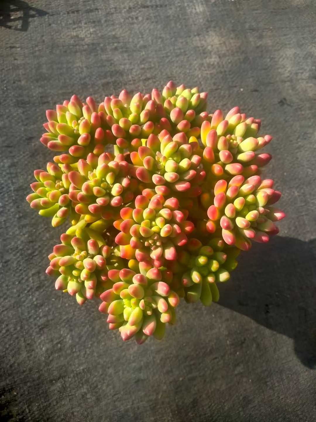 発売中 春萌 24鉢 土鉢付き 美苗 エケベリア 多肉植物 佐川発送 ZX 215