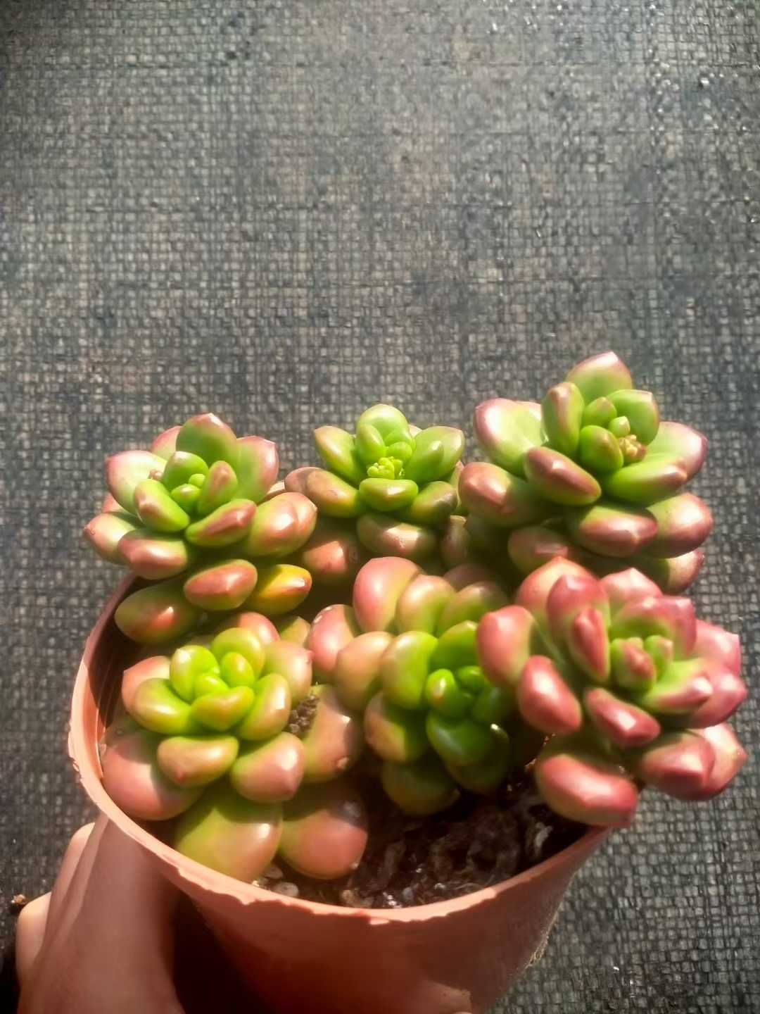 多肉植物 佐川発送