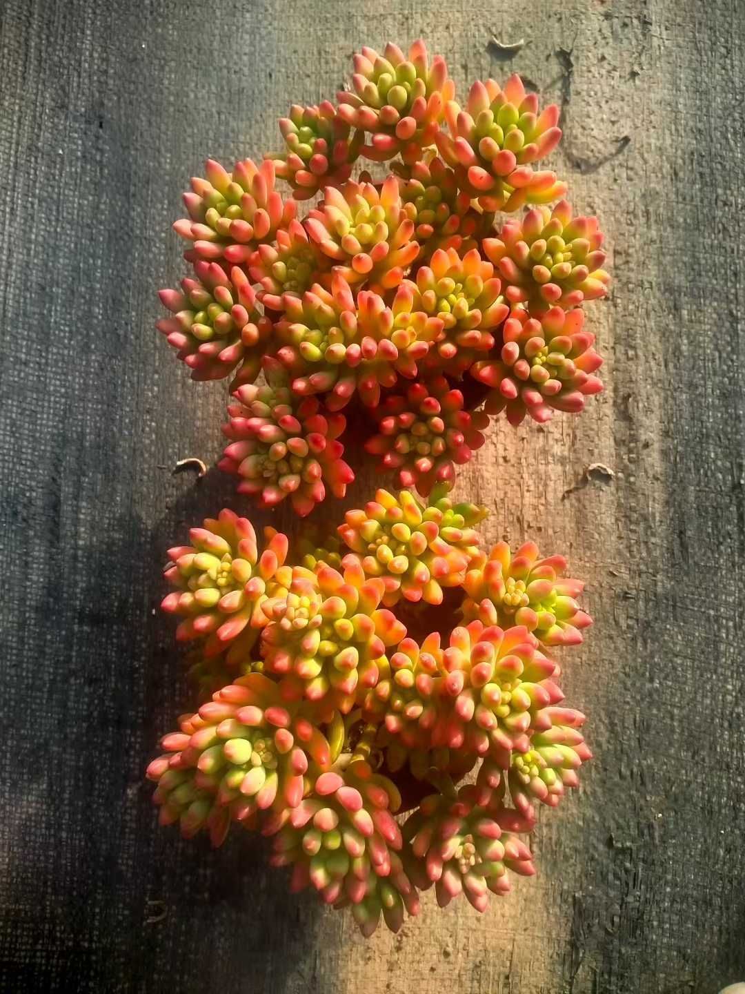 発売中 春萌 24鉢 土鉢付き 美苗 エケベリア 多肉植物 佐川発送 トップ