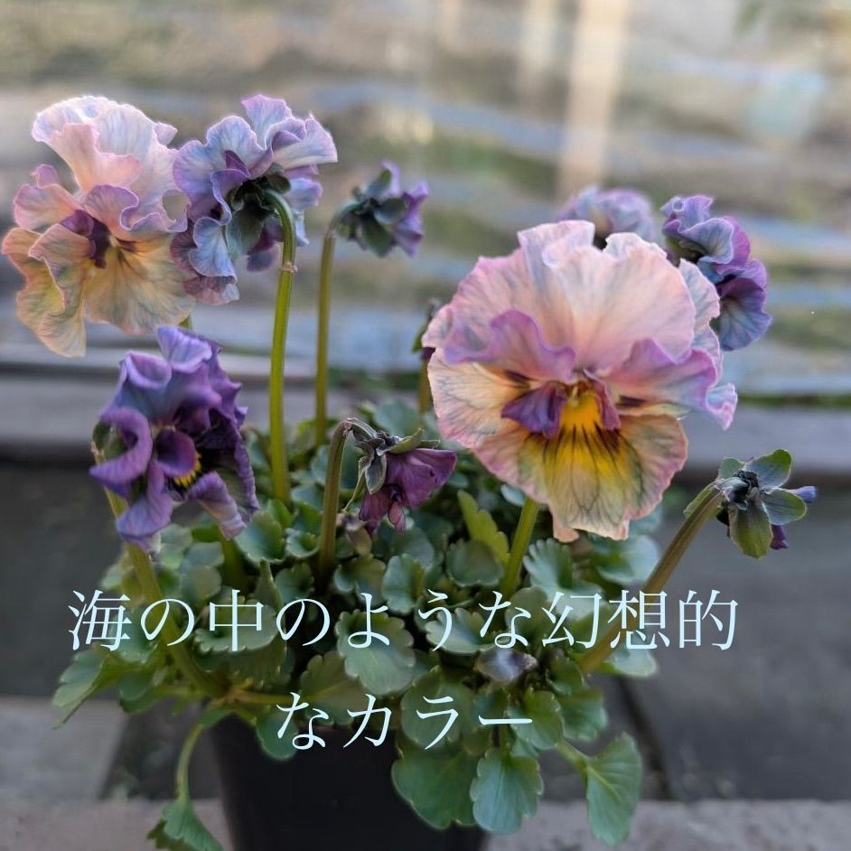 プティフール ビオラ ペルル ハルグリン 花 苗 送料込み - メルカリ