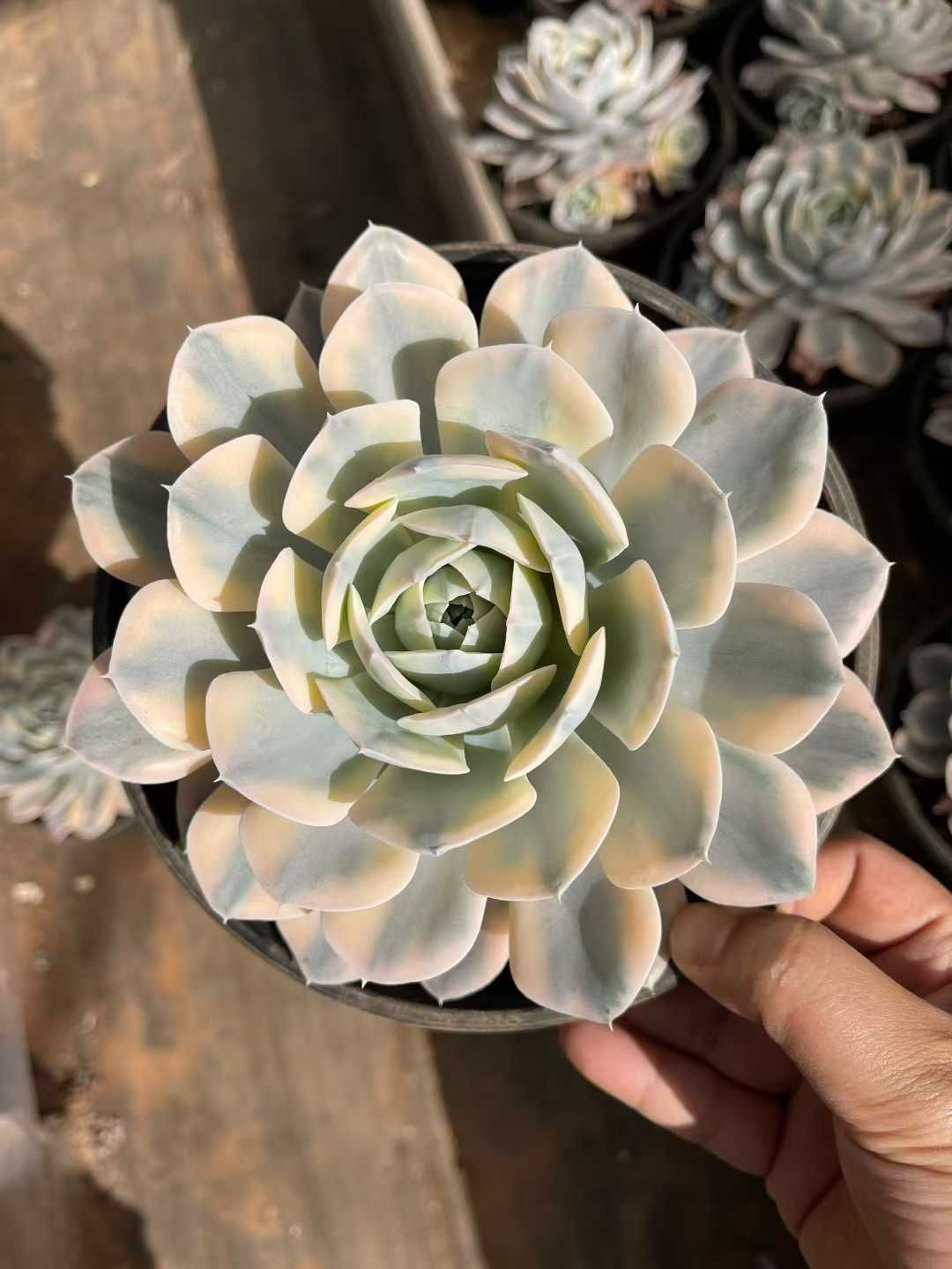 専用　多肉植物　❁︎オルペット錦　抜き苗 専用 多肉植物 ❁︎オルペット錦 抜き苗 専用 多肉植物 ❁︎オルペット