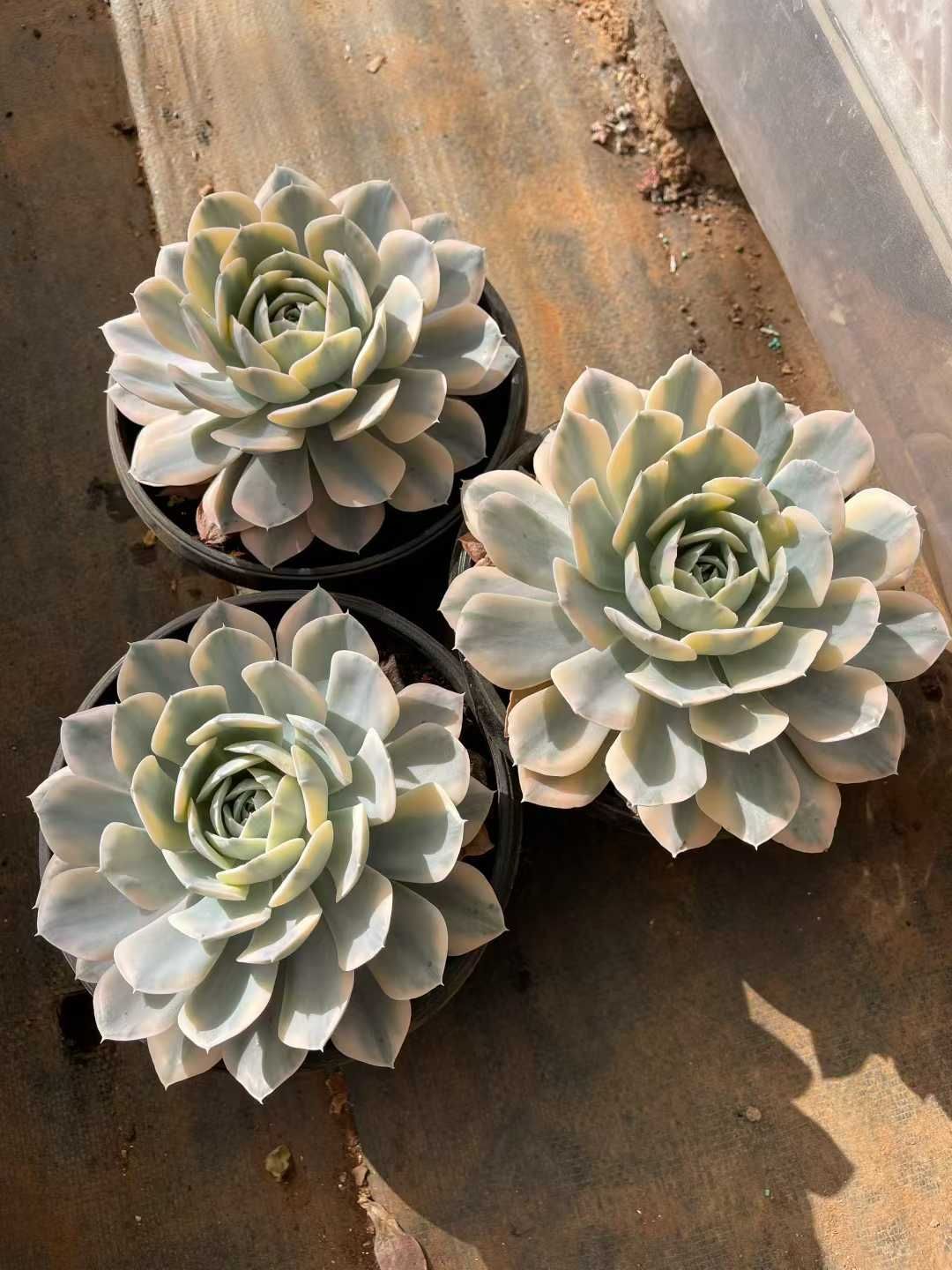 新規オープン記念 ルンヨニー錦×6株 多肉植物 抜き苗 エケベリア