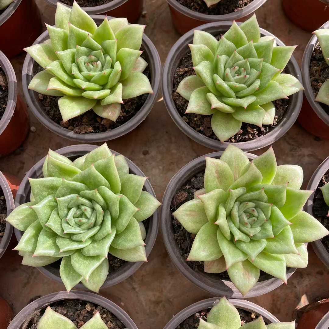 新規オープン記念 グリーンローズ×12株 多肉植物 抜き苗 エケベリア