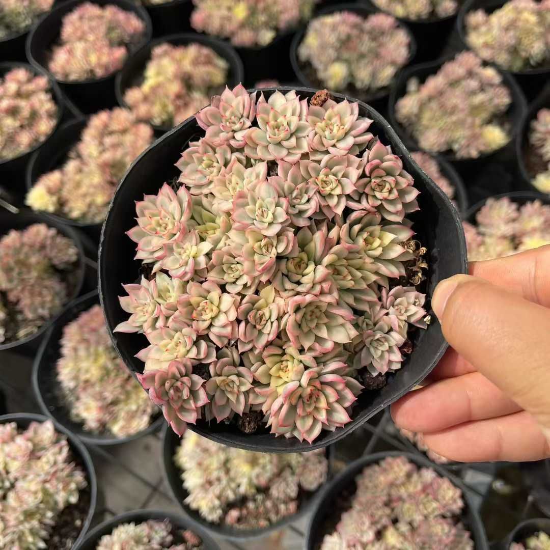 新規オープン記念 女雛錦×12株 多肉植物 抜き苗 エケベリア セダム