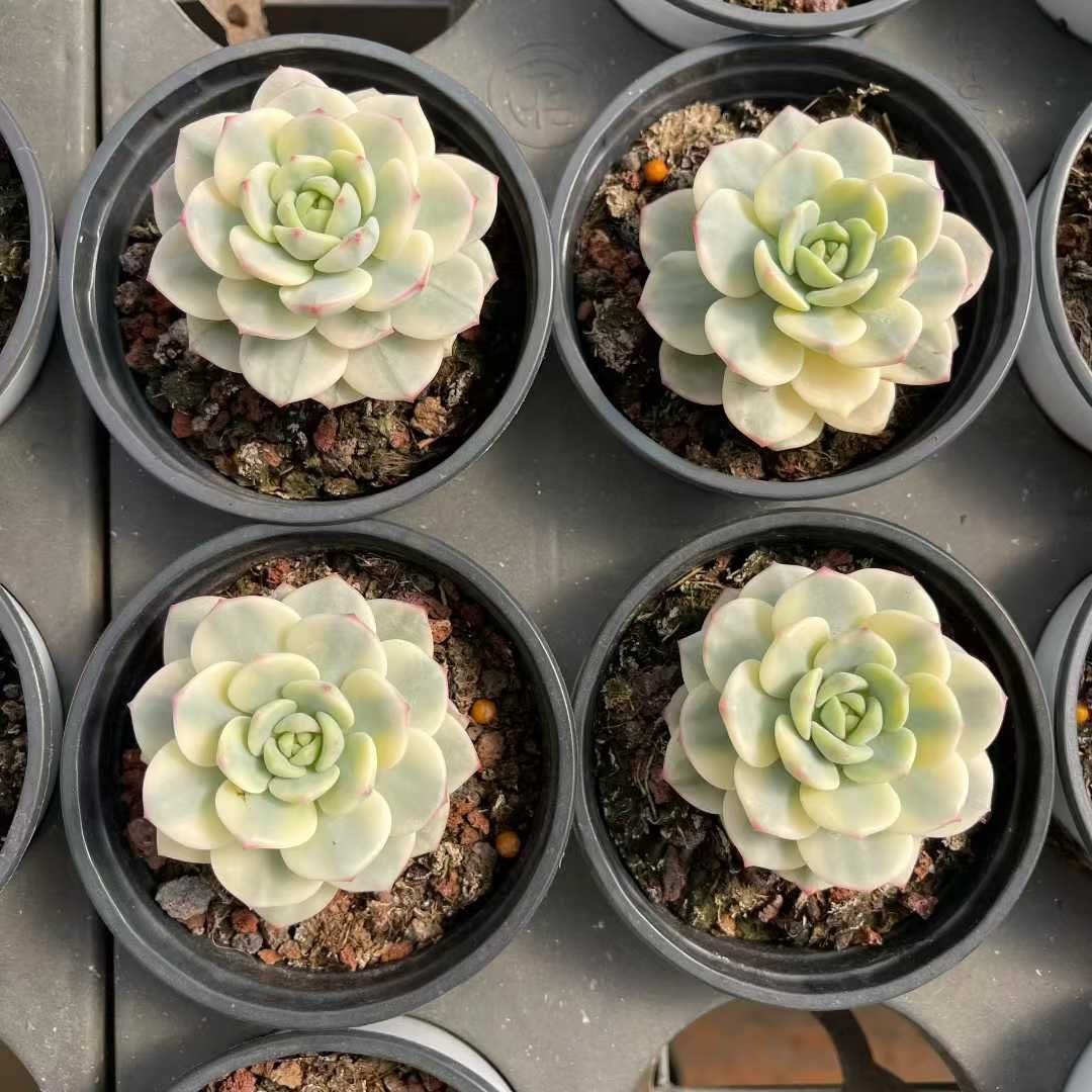 新規オープン記念 プジィ錦×18株 多肉植物 抜き苗 エケベリア セダム