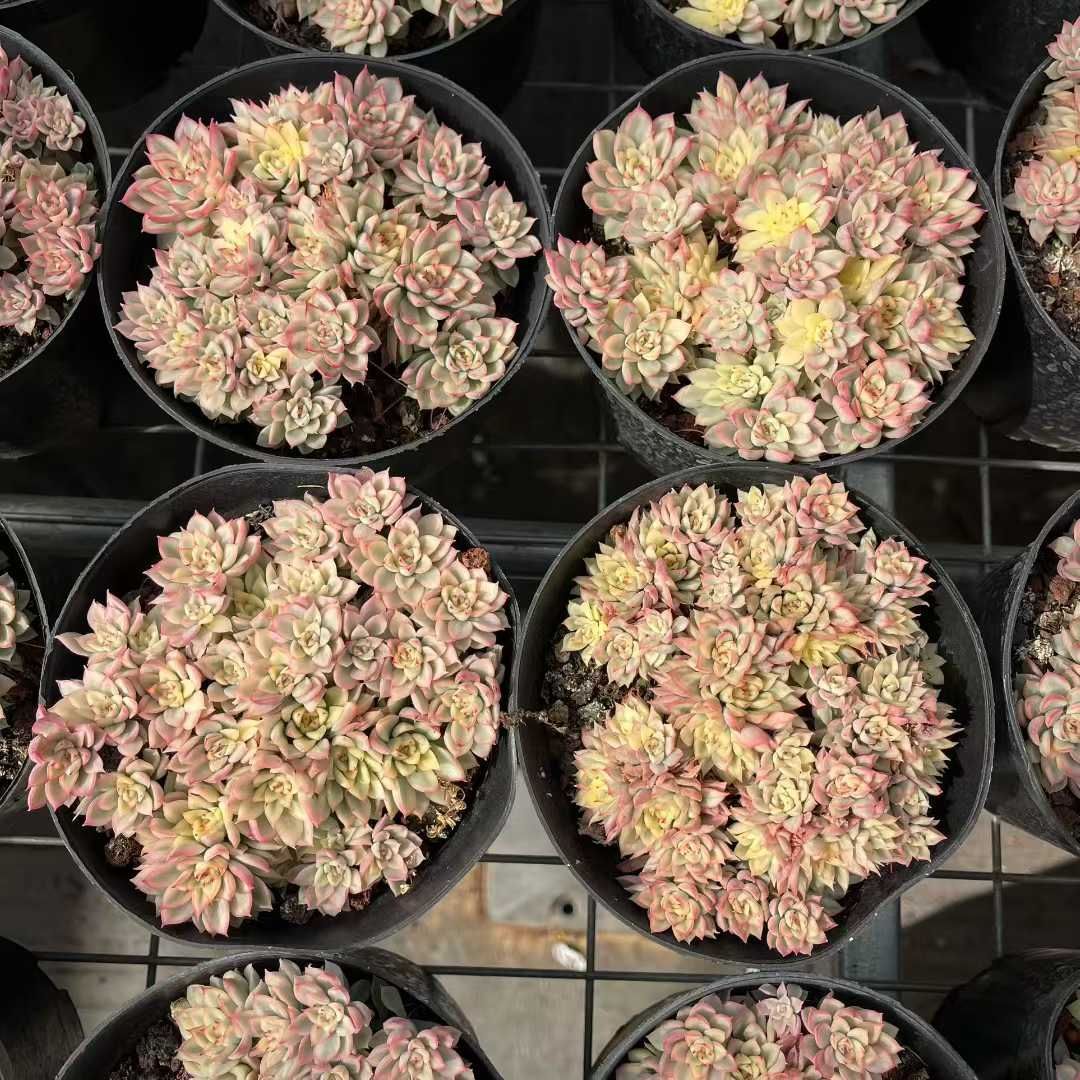 新規オープン記念 女雛錦×12株 多肉植物 抜き苗 エケベリア セダム