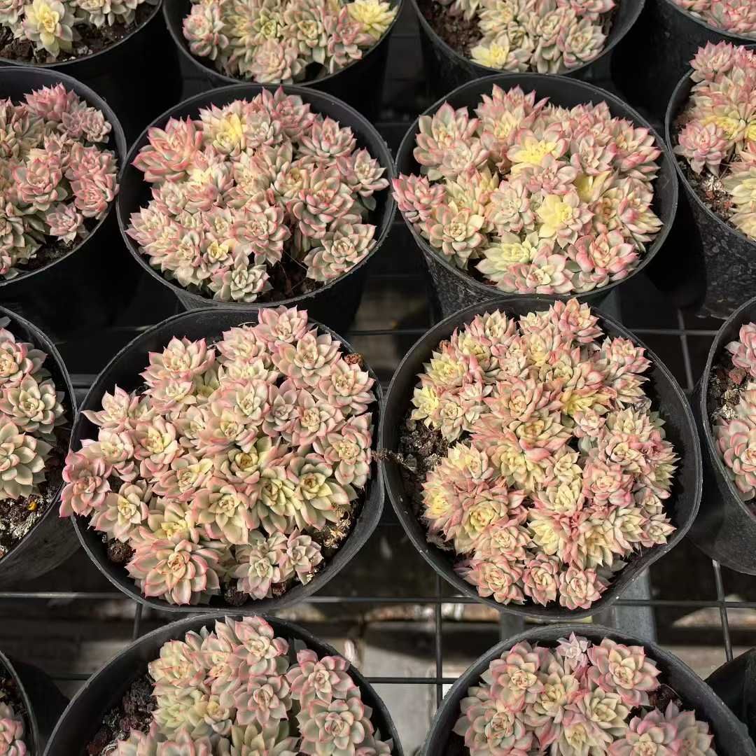 新規オープン記念 女雛錦×12株 多肉植物 抜き苗 エケベリア セダム