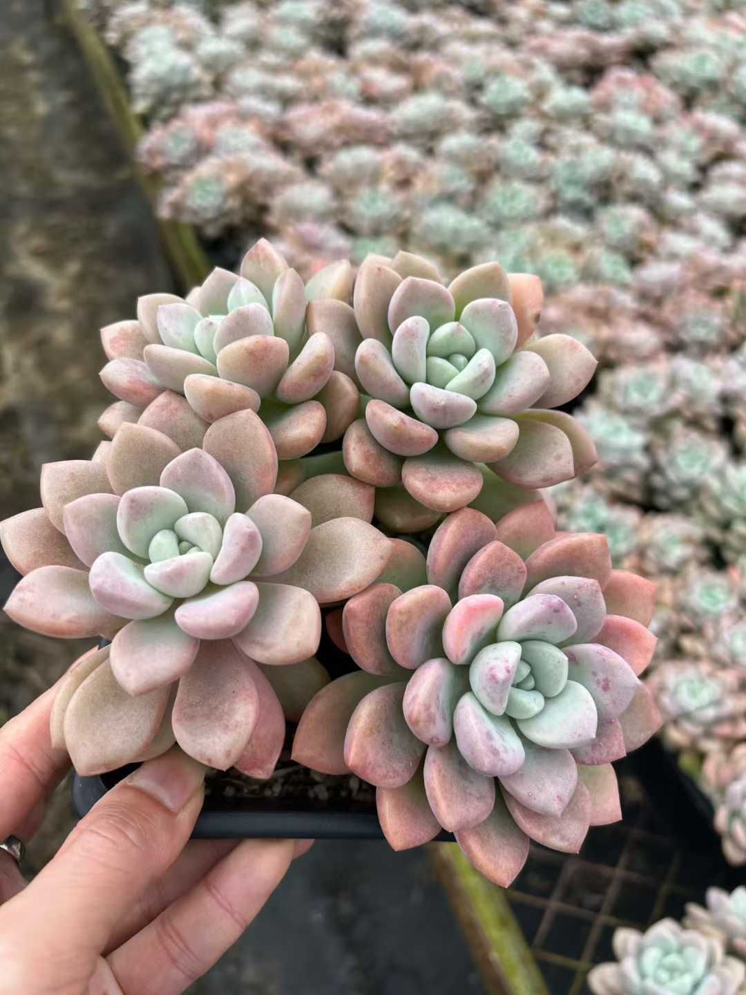 オープン記念セール オオゴマダラジカ 12株 抜き苗 美苗 エケベリア