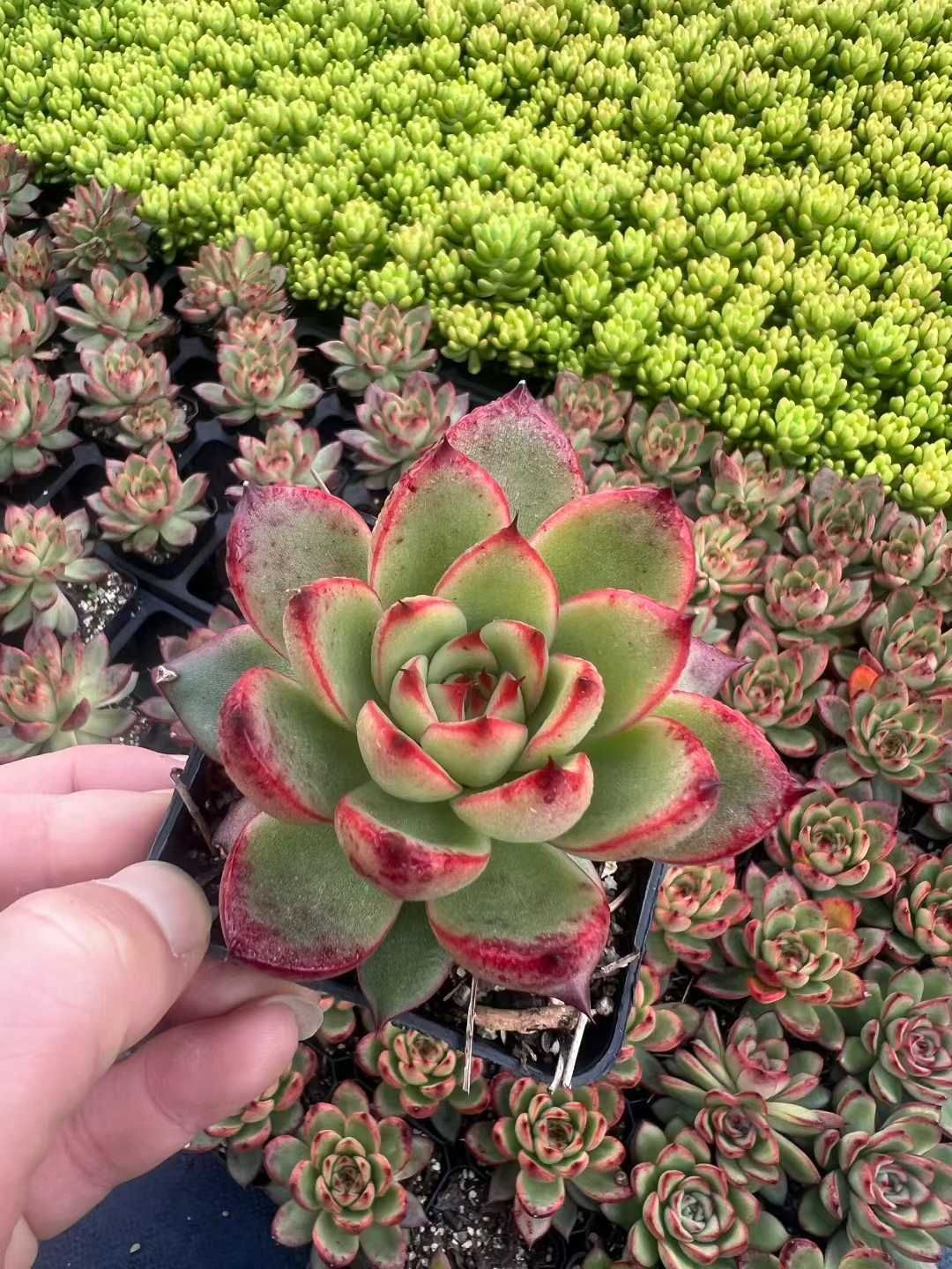 オープン記念セール ホタル・レッドエッジ 50株 抜き苗 美苗