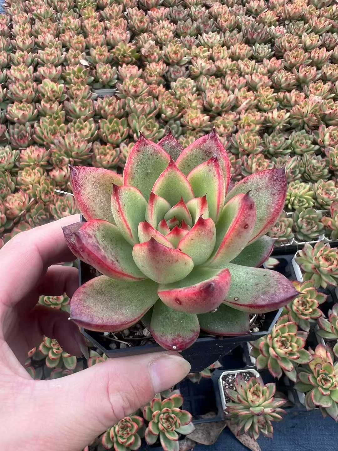 オープン記念セール ホタル・レッドエッジ 50株 抜き苗 美苗