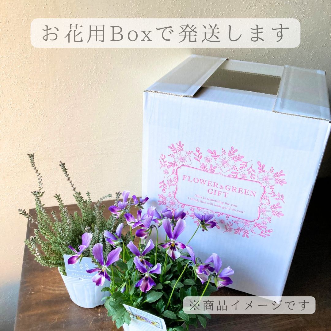 プティフール ビオラ ペルル ハルグリン 花 苗 送料込み - メルカリ