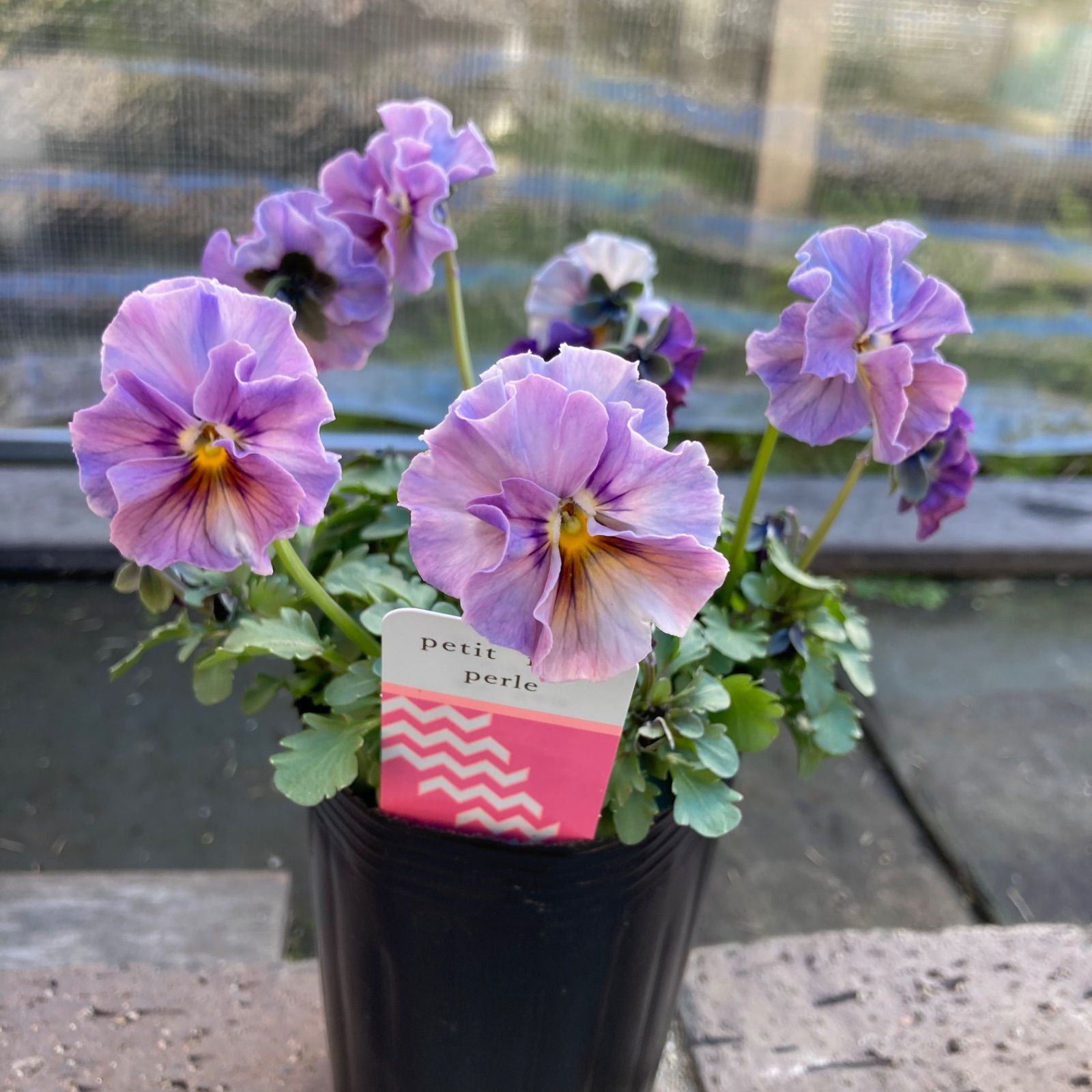 R*U様 プティフール　ビオラ　ペルル　ハルグリン　苗　送料込み プティフール ビオラ ペルル ハルグリン 花 苗 送料込み - メルカリ